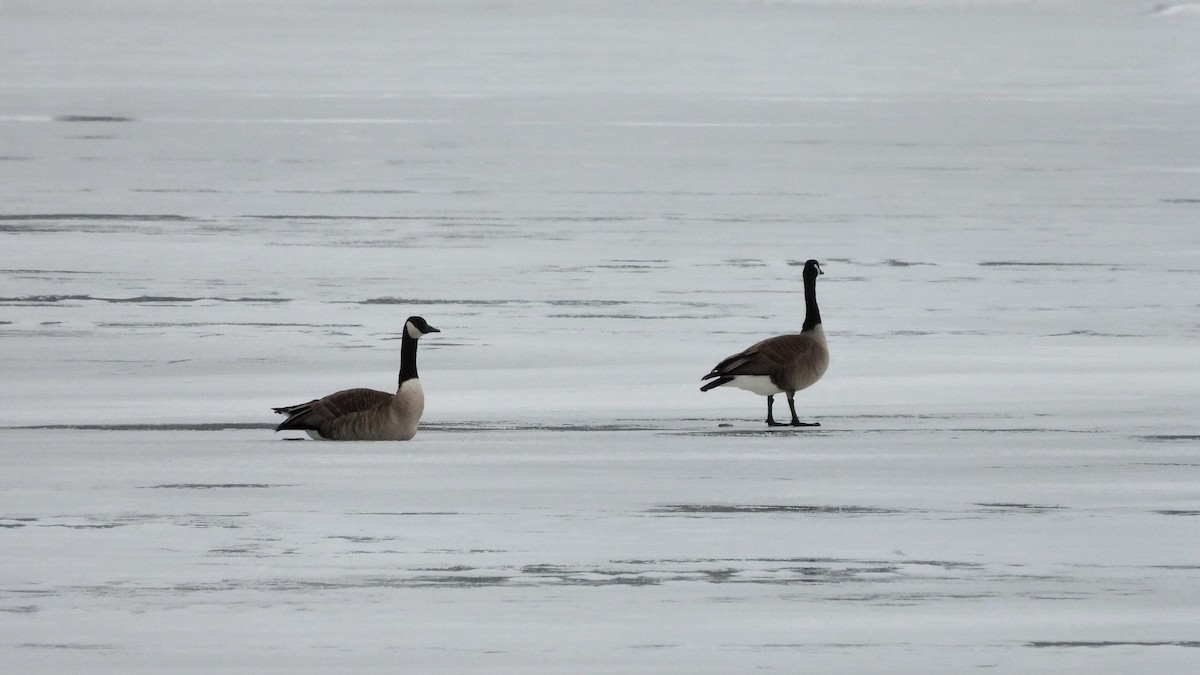 Kanadagans - ML651239278