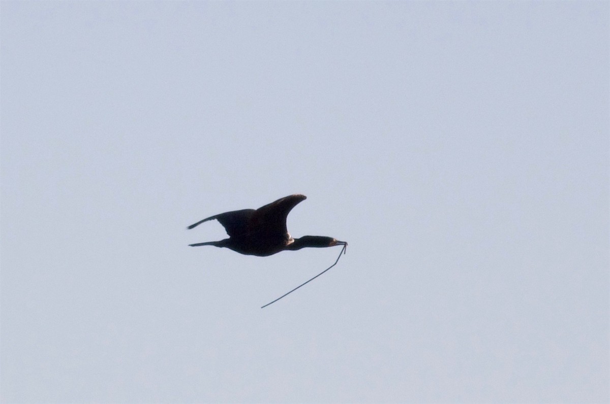 Double-crested Cormorant - ML65123931