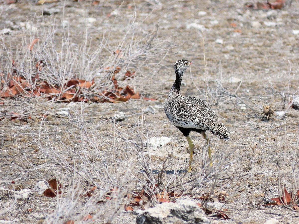 Белокрылый корхан - ML651239332