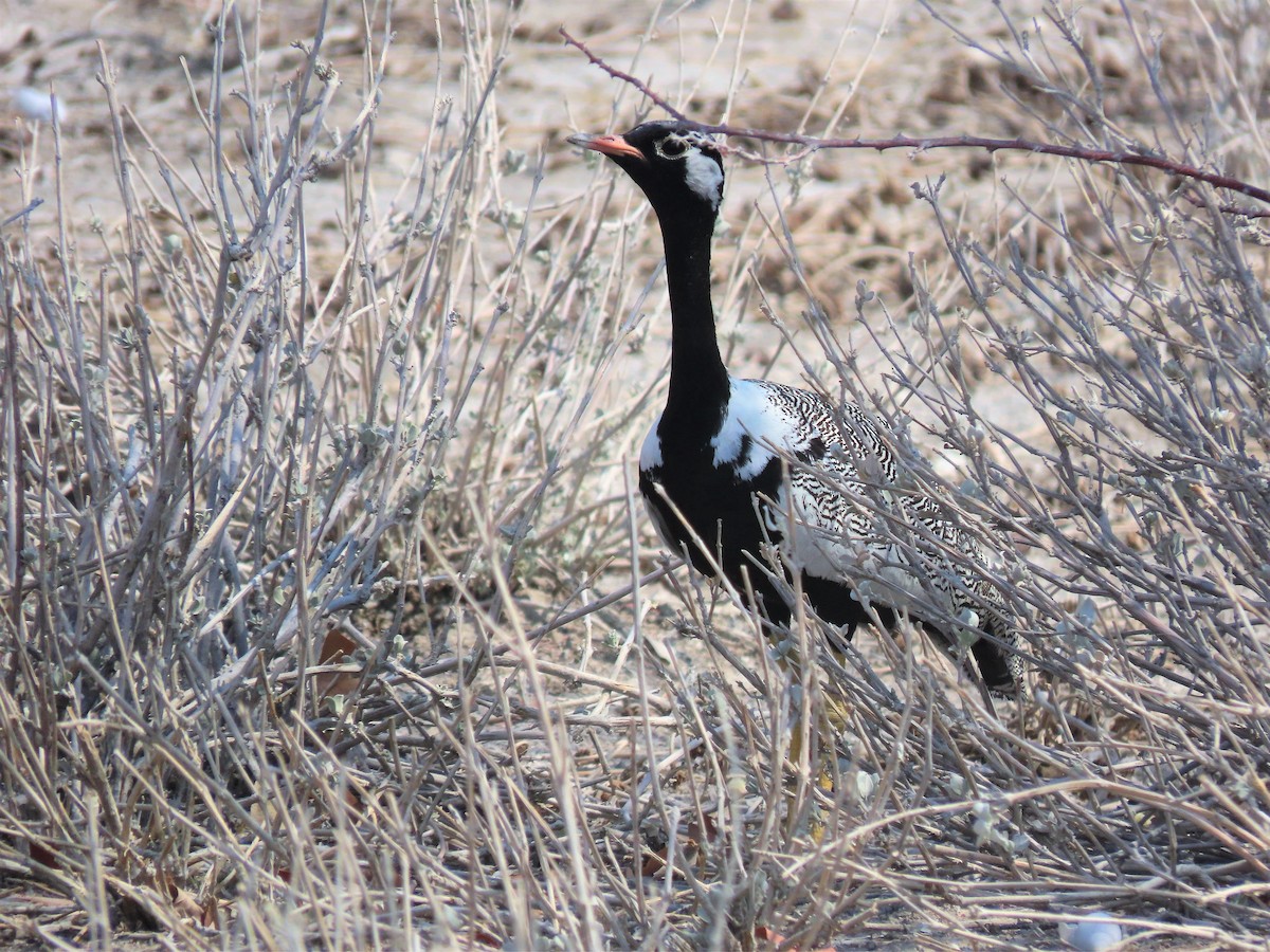 Белокрылый корхан - ML651239334