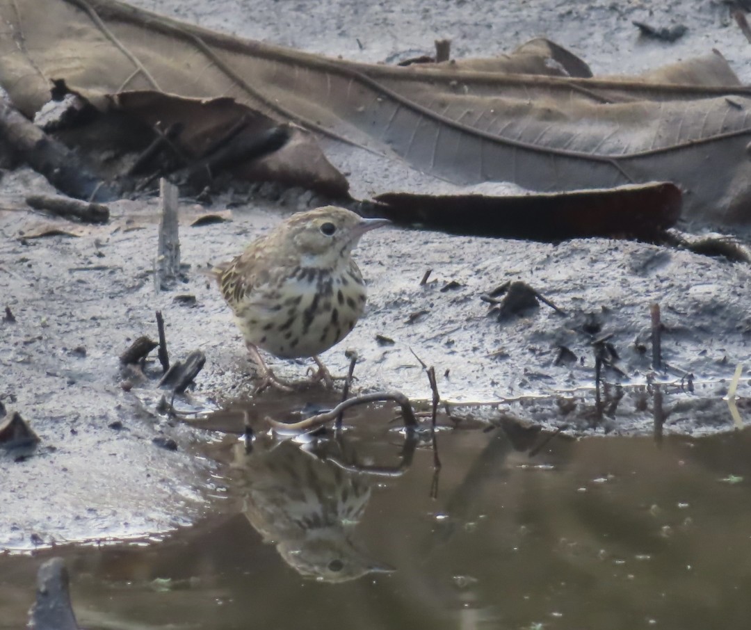 Лесной конёк - ML651239393