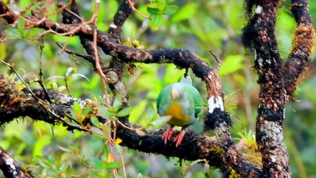 Yellow-breasted Fruit-Dove - ML651239486