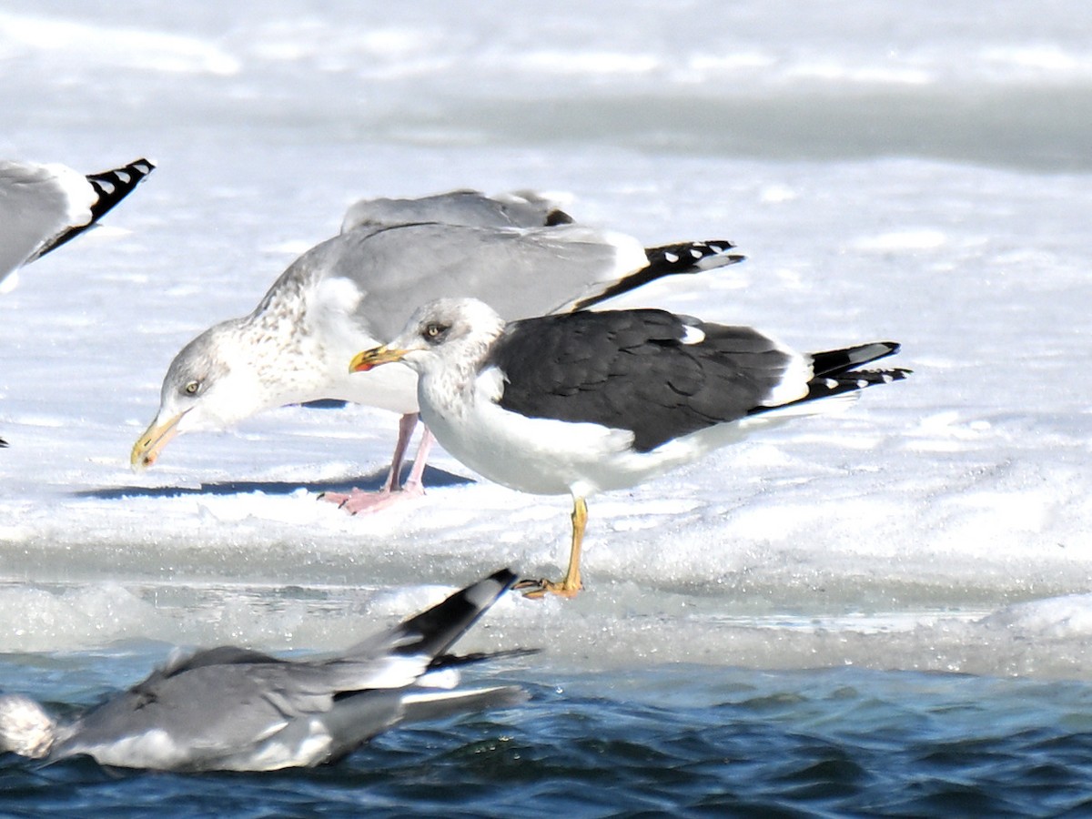 Lesser Black-backed Gull - ML651239514