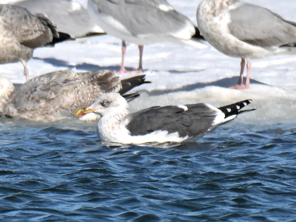 Lesser Black-backed Gull - ML651239515