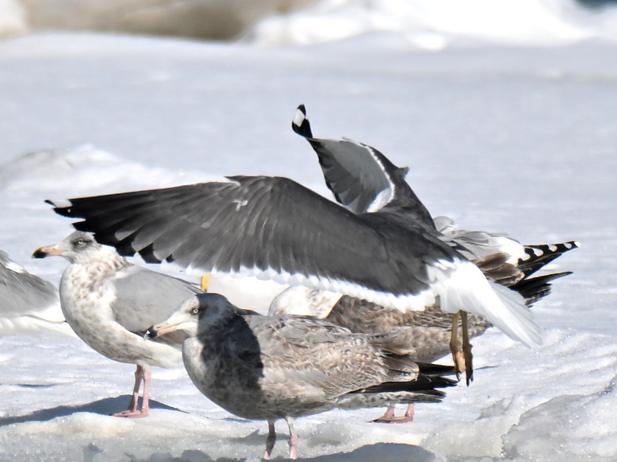 Lesser Black-backed Gull - ML651239516