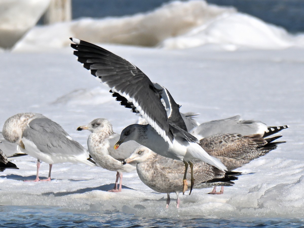 Lesser Black-backed Gull - ML651239517