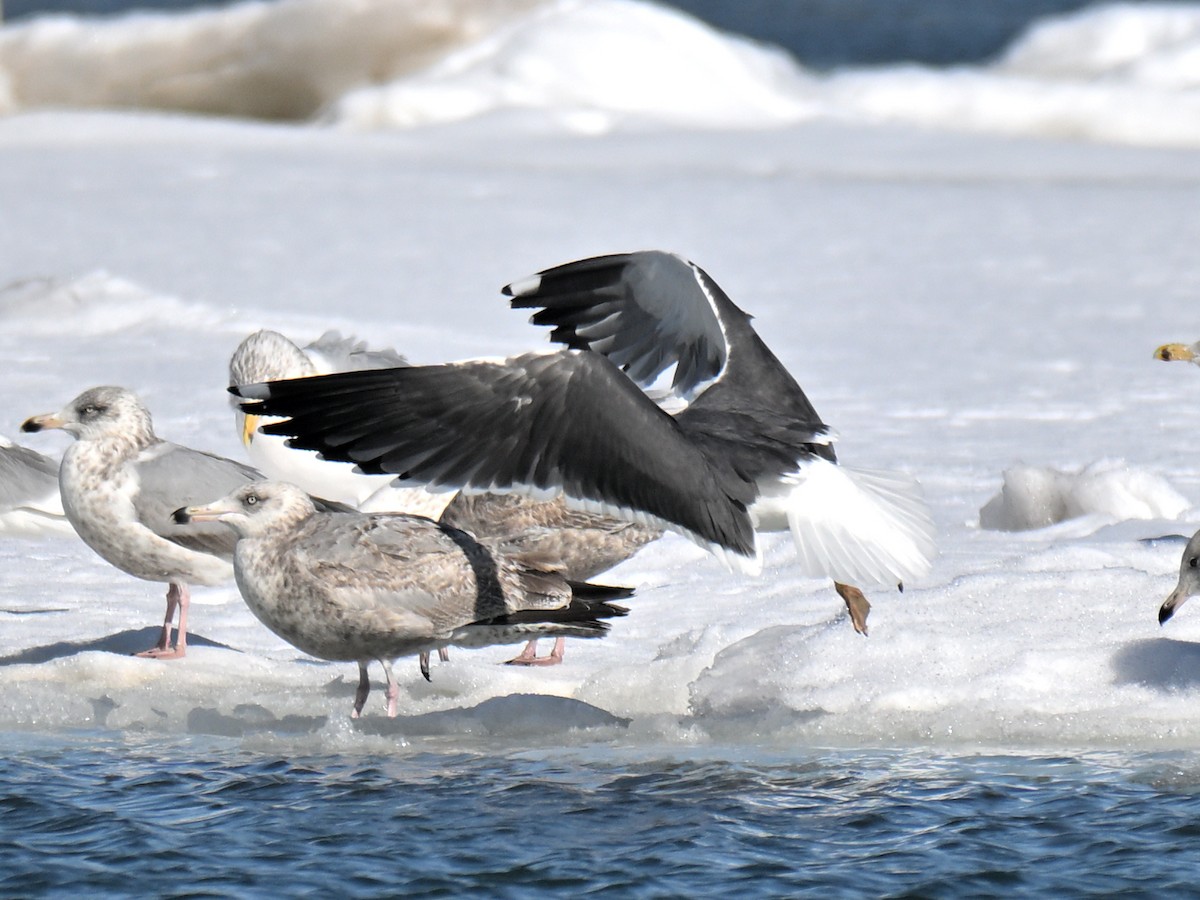 Lesser Black-backed Gull - ML651239518