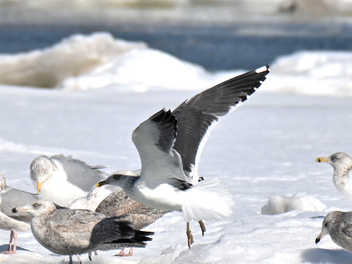 Lesser Black-backed Gull - ML651239519