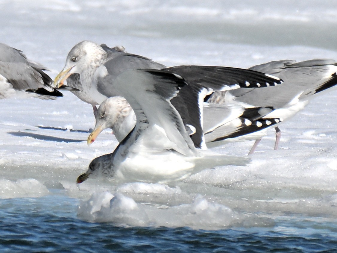 Lesser Black-backed Gull - ML651239520