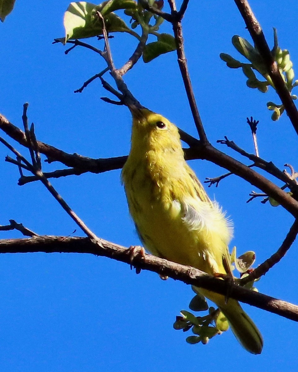 סבכון צהוב/סבכון מנגרובים - ML651239688