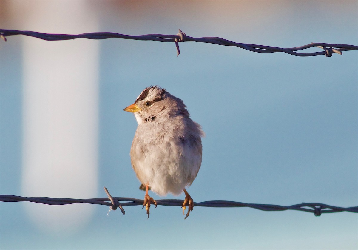 White-crowned Sparrow - ML65123981