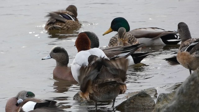 kanvasand - ML651240126