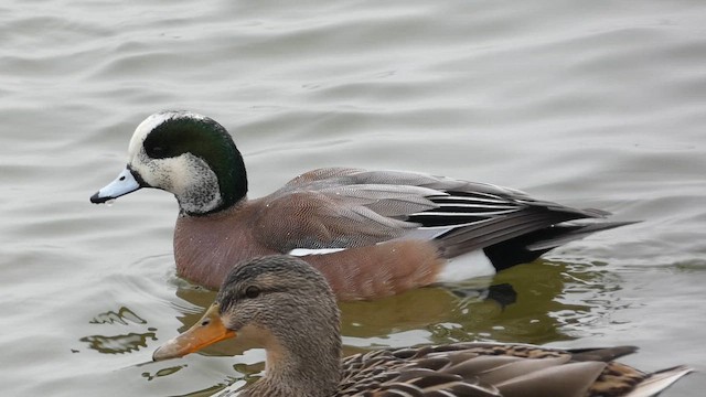 amerikablesand - ML651240179