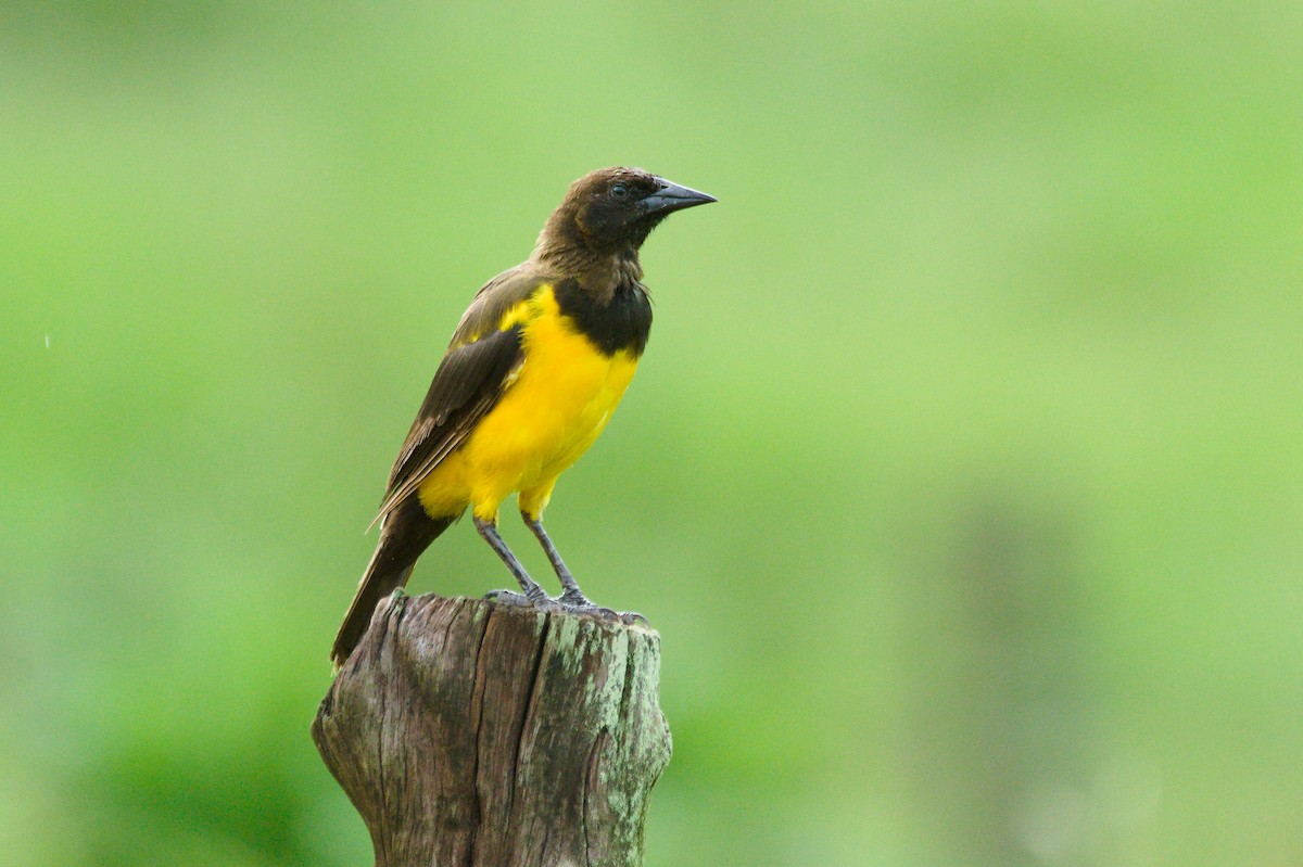 Yellow-rumped Marshbird - ML651240507