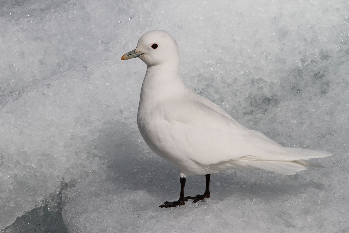 Ivory Gull - Noah Strycker