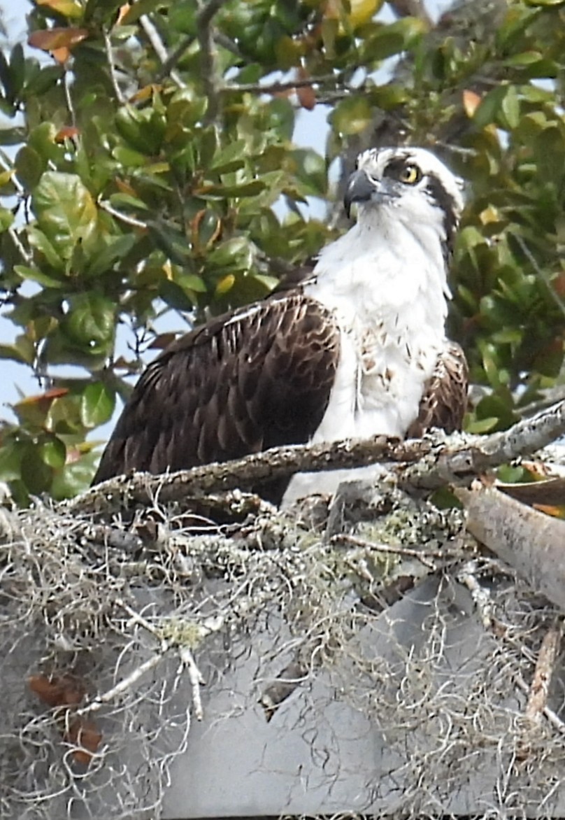 Balık Kartalı - ML651240526