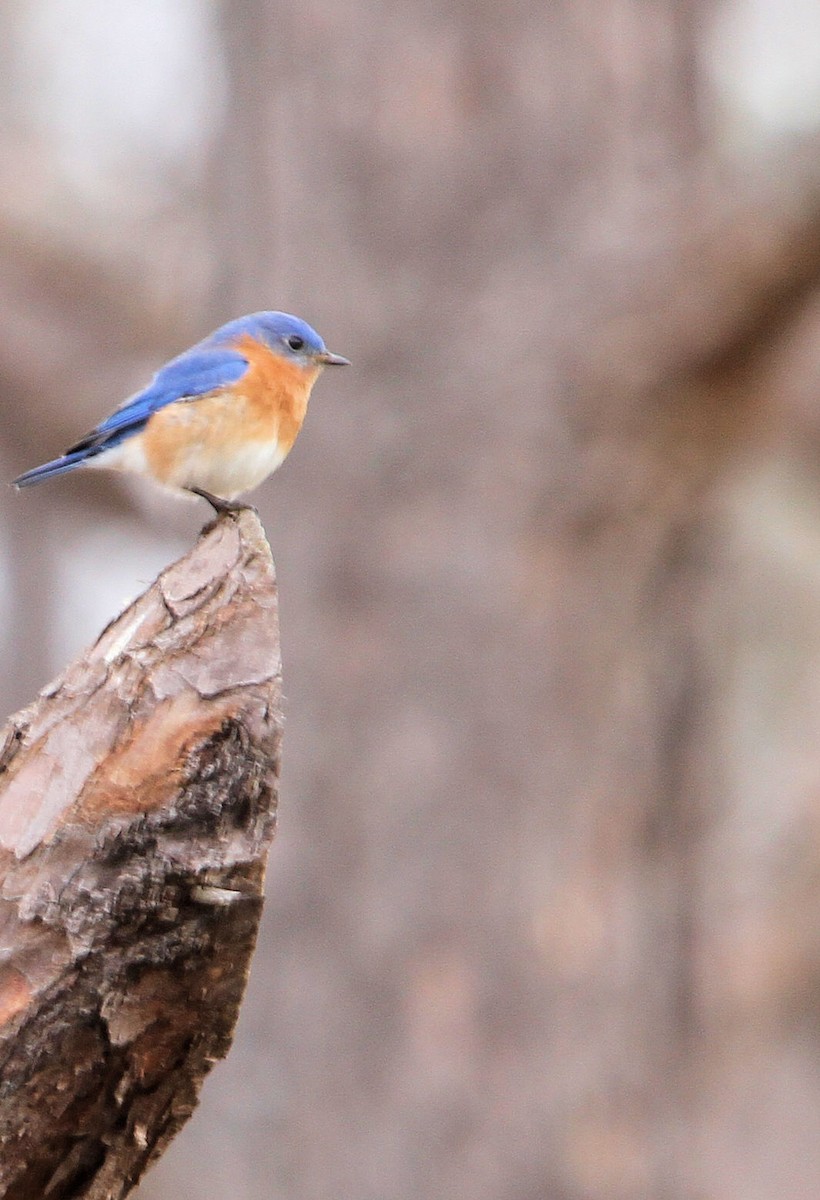 Merlebleu de l'Est - ML651240695