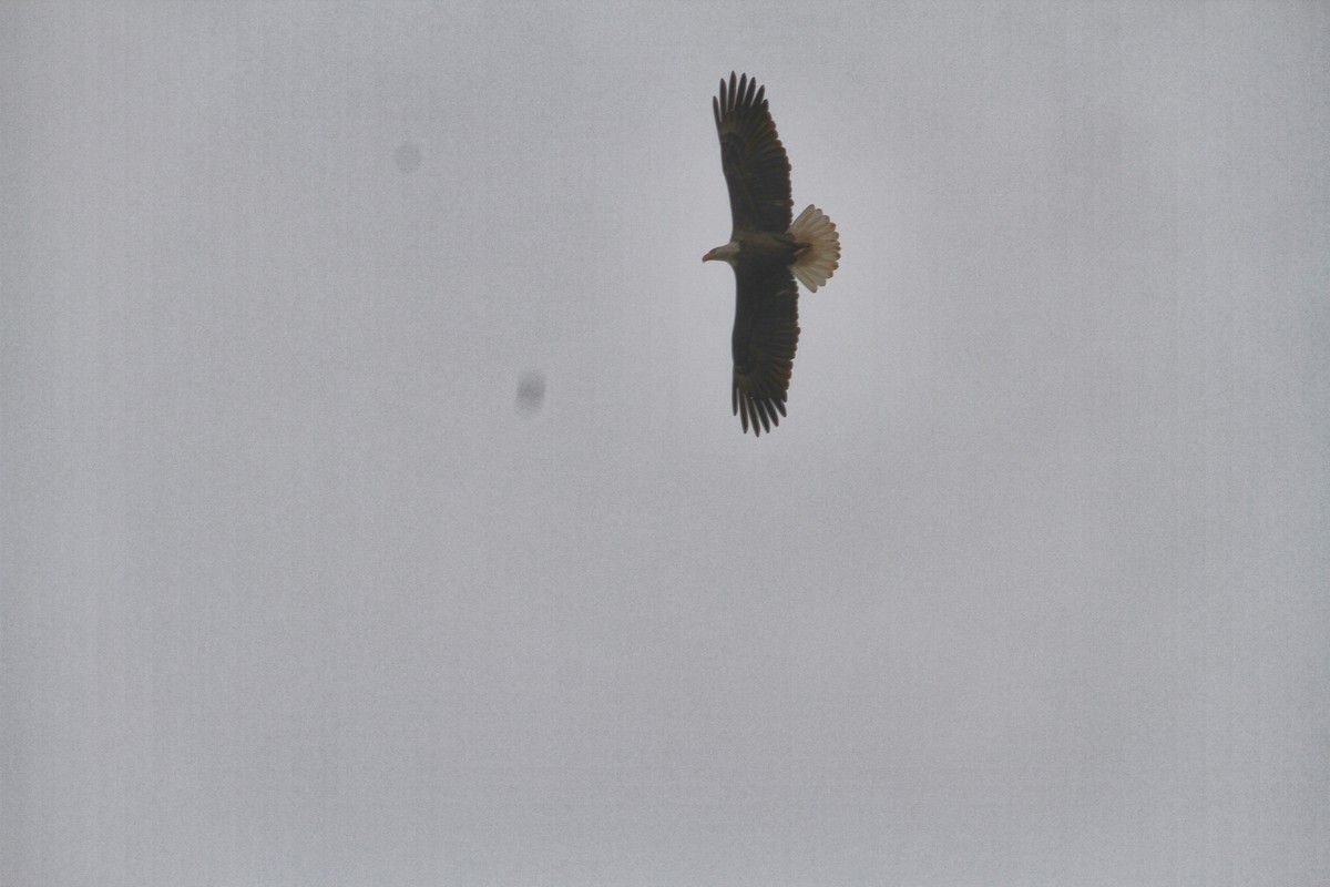 Pygargue à tête blanche - ML651240723