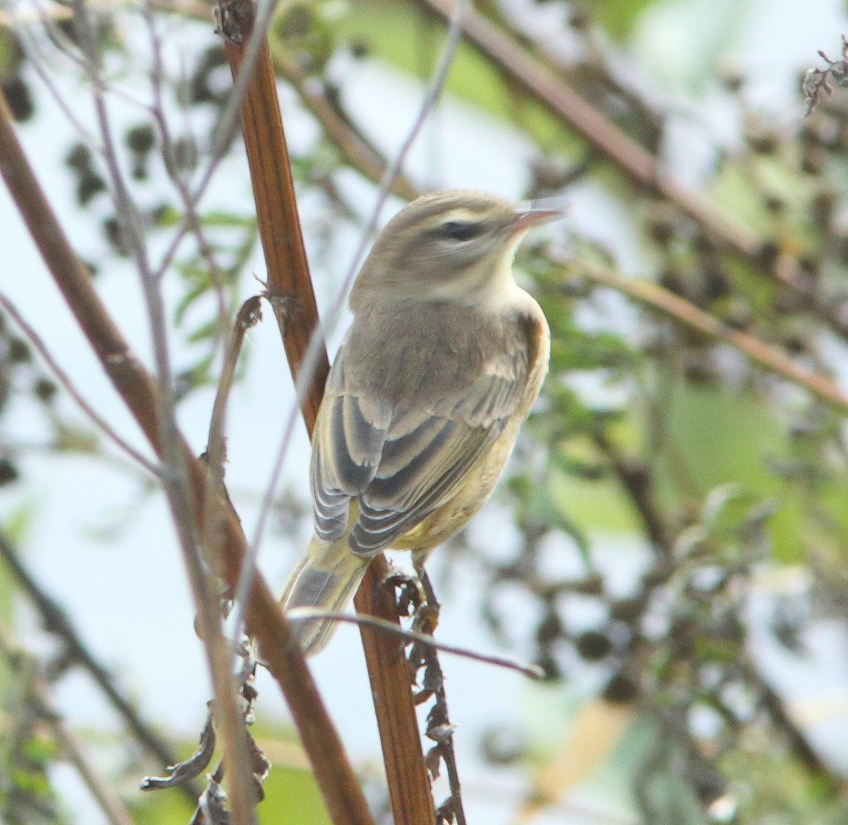ヤシアメリカムシクイ（palmarum） - ML651240780