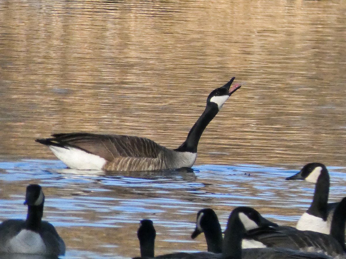 Kanadagans - ML651241150