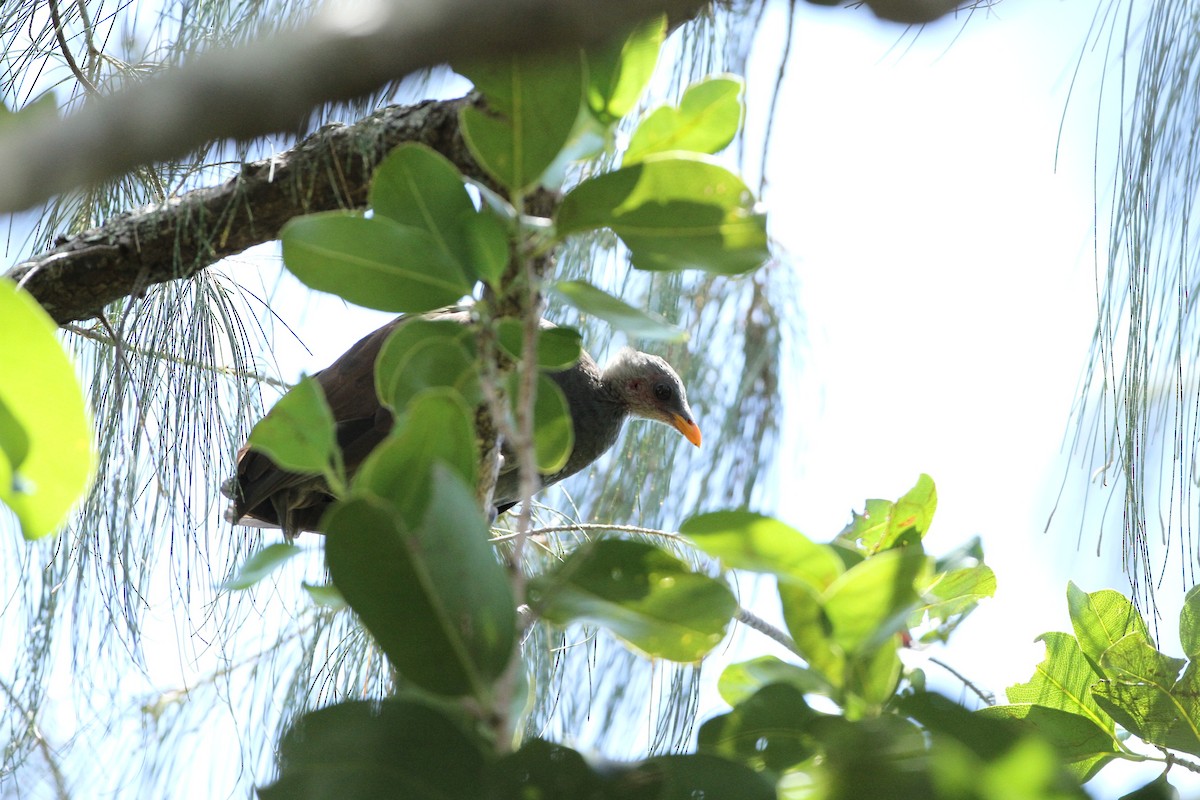 Tongan Megapode - ML651241295