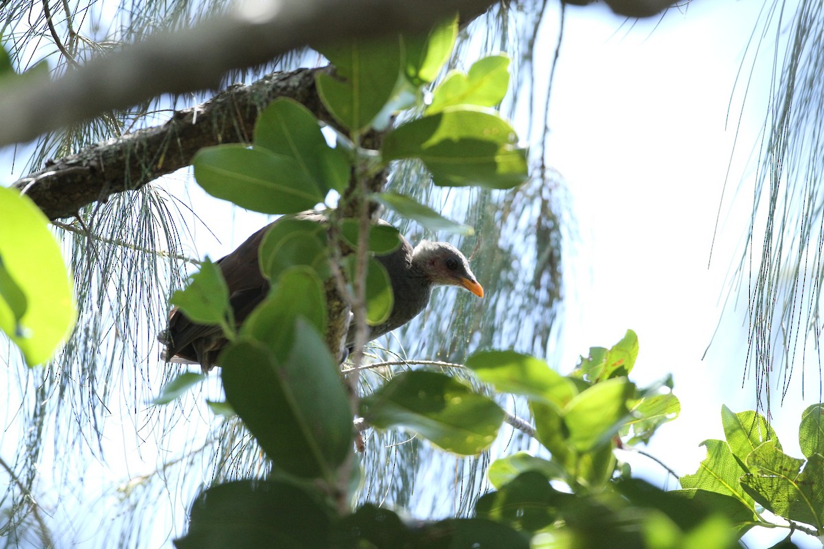 Tongan Megapode - ML651241297