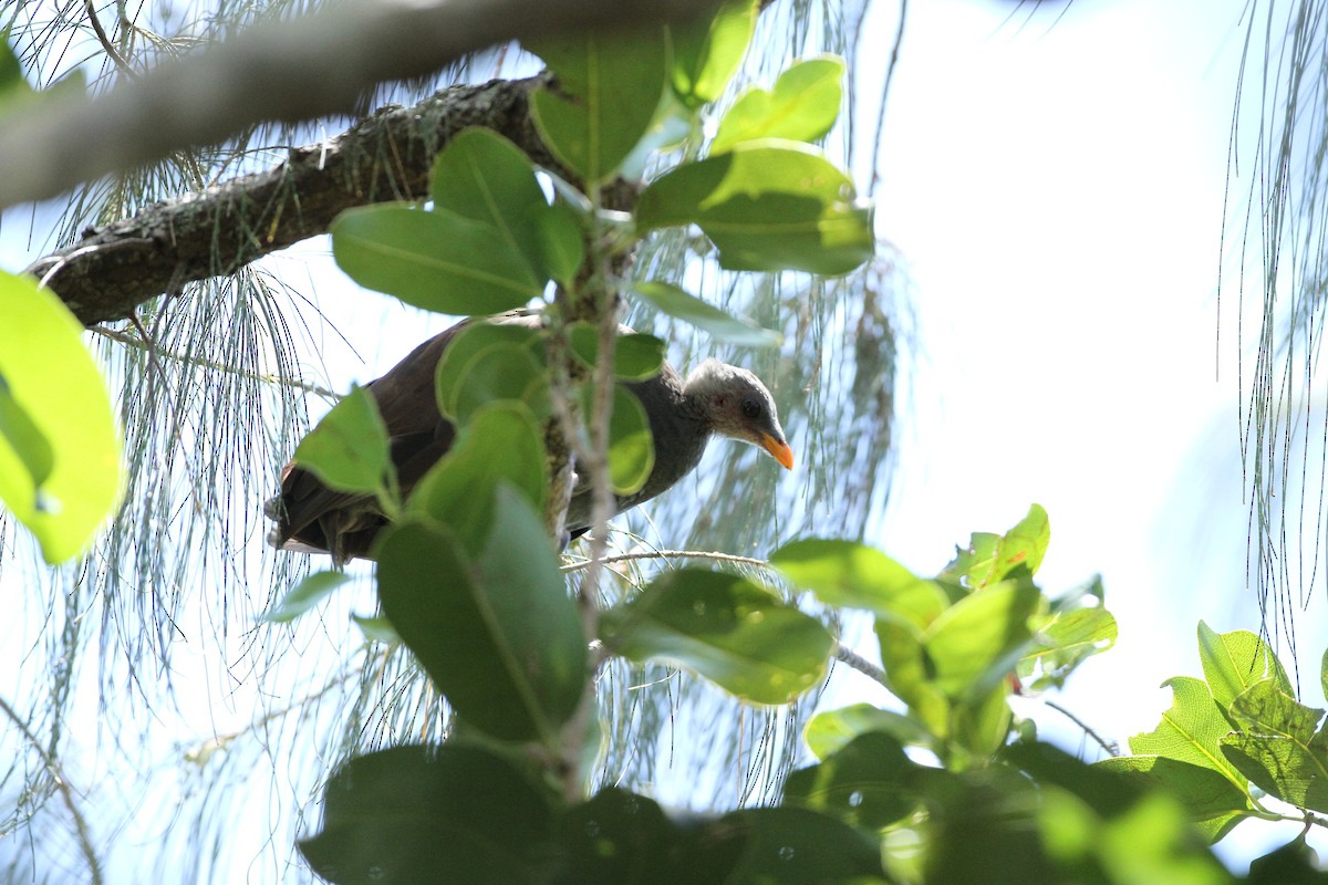 Tongan Megapode - ML651241298