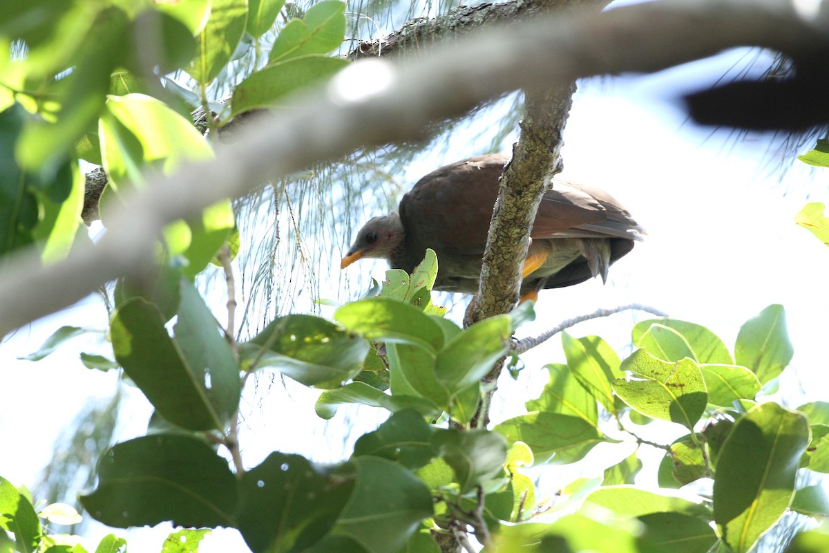 Tongan Megapode - ML651241299