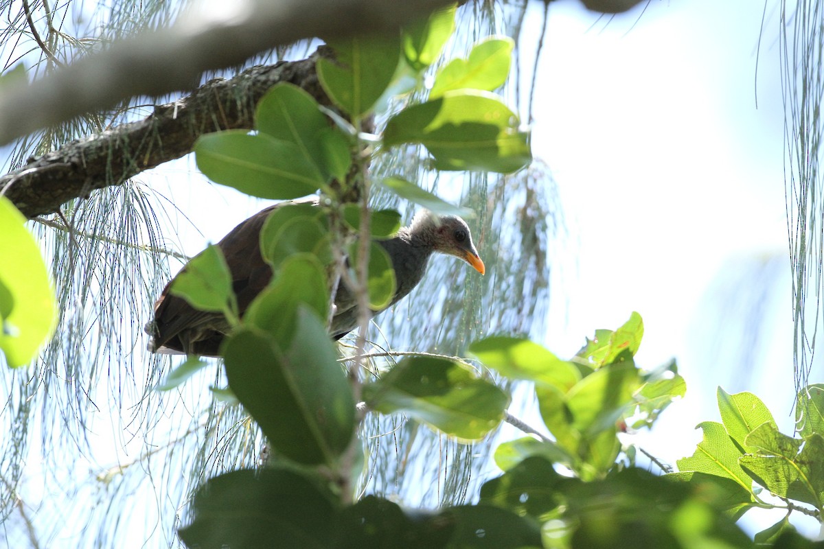 Tongan Megapode - ML651241300