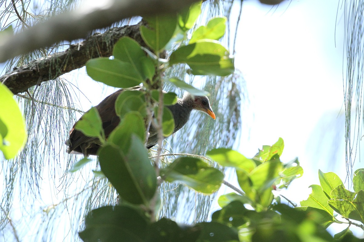 Tongan Megapode - ML651241301