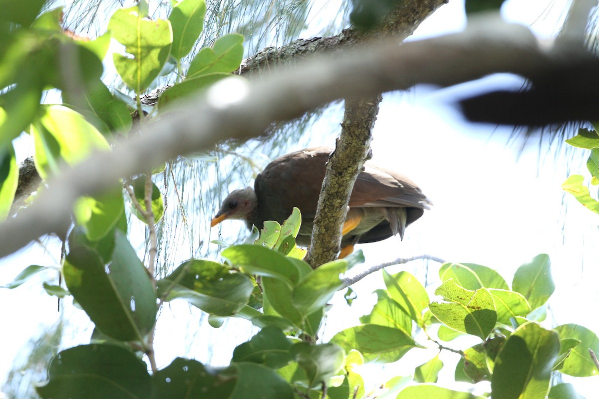 Tongan Megapode - ML651241303