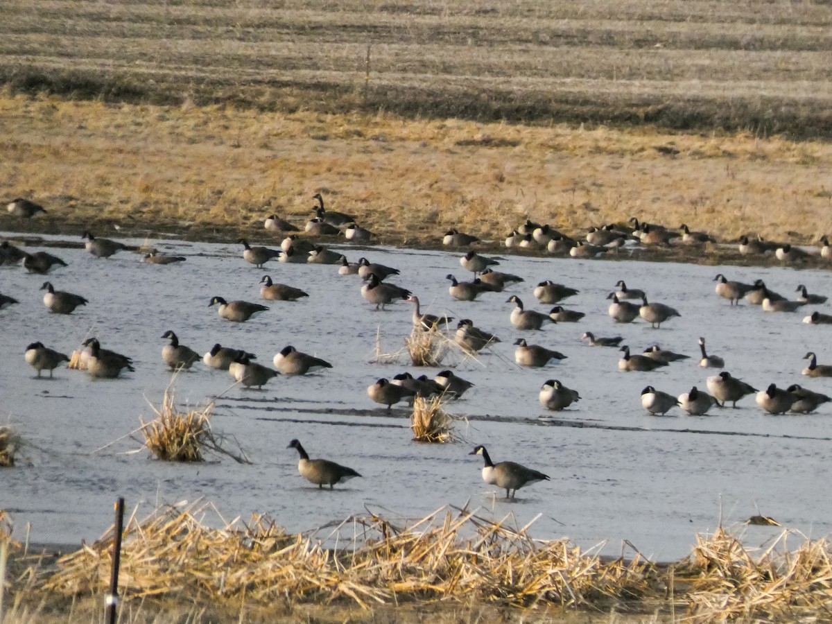 Kanadagans - ML651241343