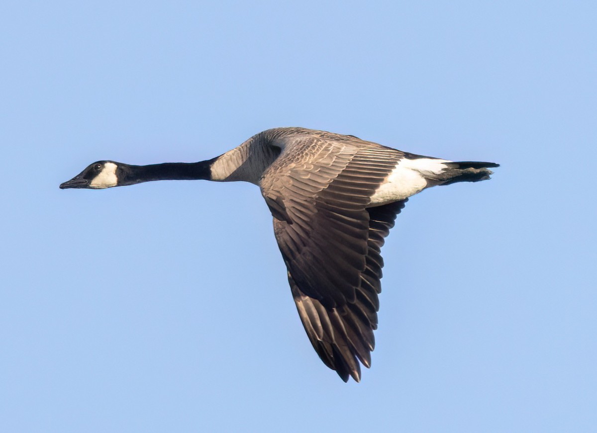 Kanadagans - ML651241597