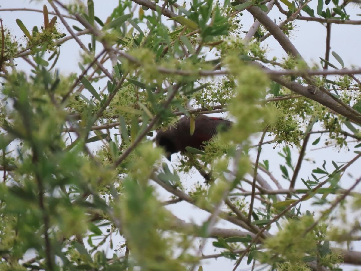 Black-faced Waxbill - ML651241757
