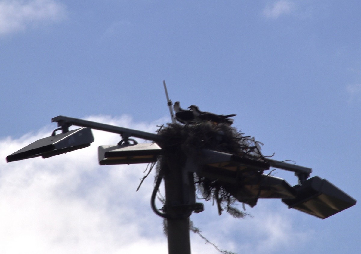 Balık Kartalı - ML651241904