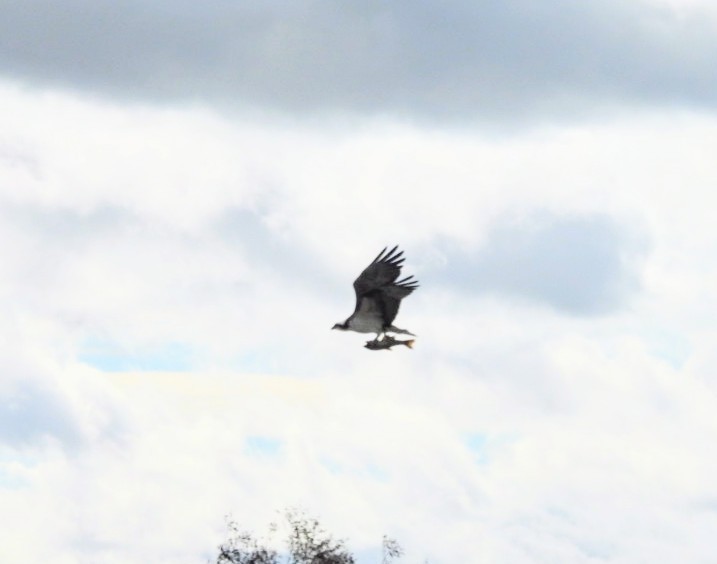 Balık Kartalı - ML651241988