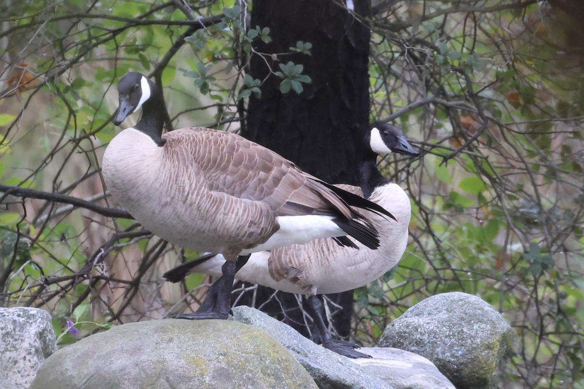 Kanadagans - ML651242042