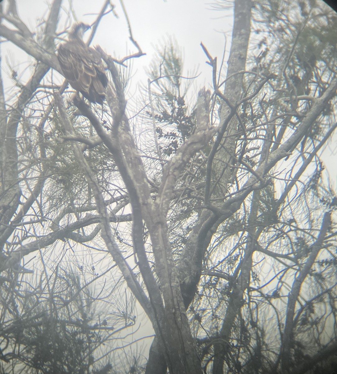 Balık Kartalı (cristatus) - ML651242224