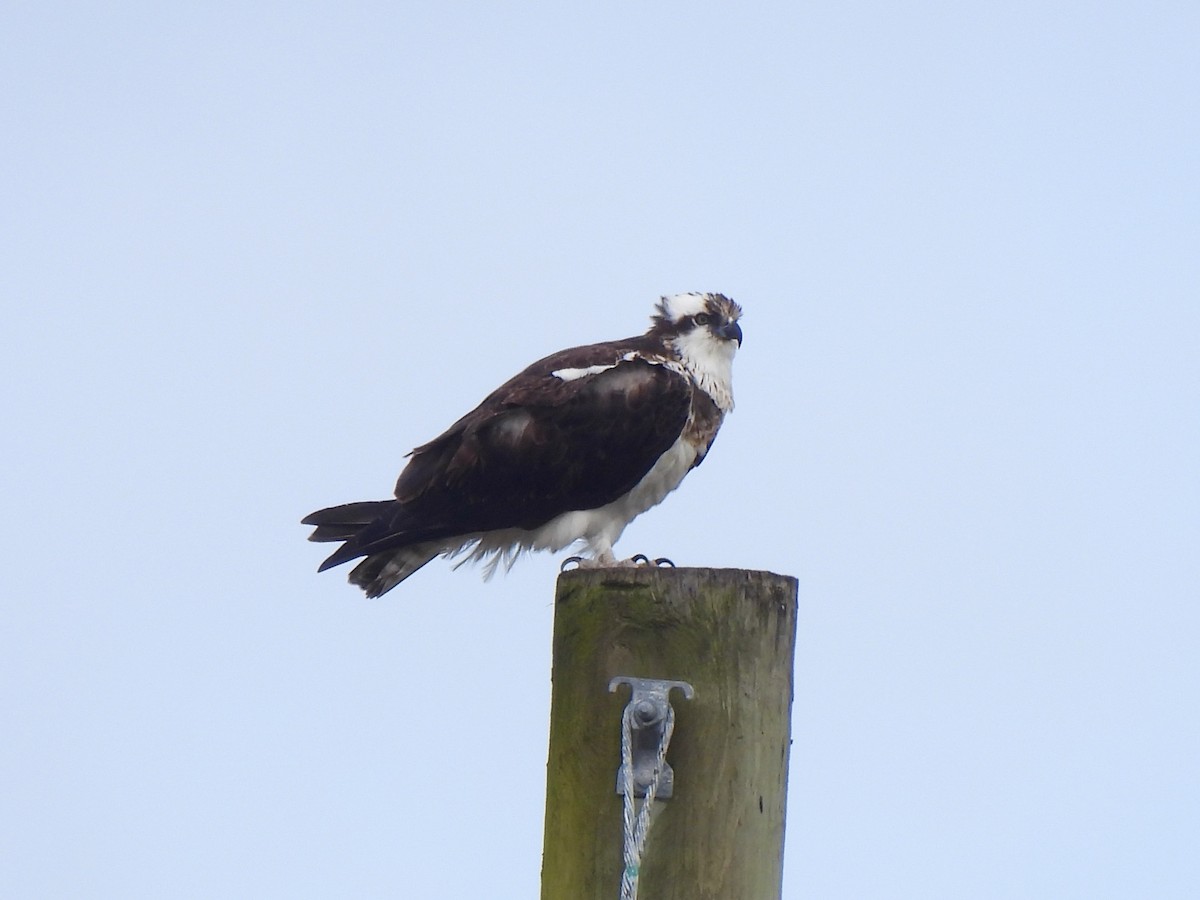 Balık Kartalı - ML651242274