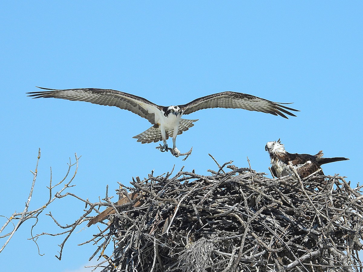 Balık Kartalı - ML651242282