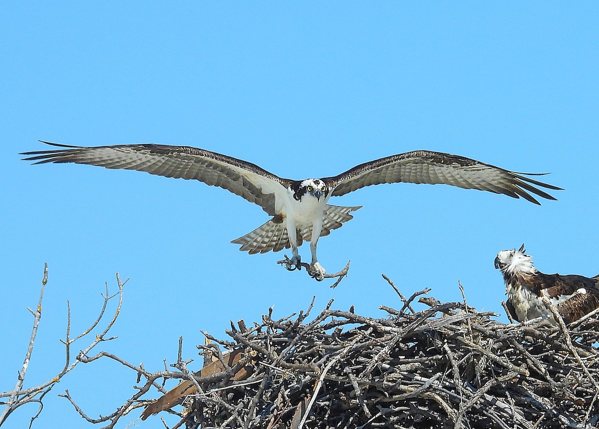 Balık Kartalı - ML651242283