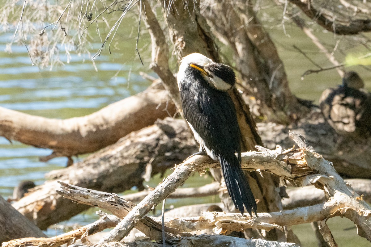 Little Pied Cormorant - ML651242413