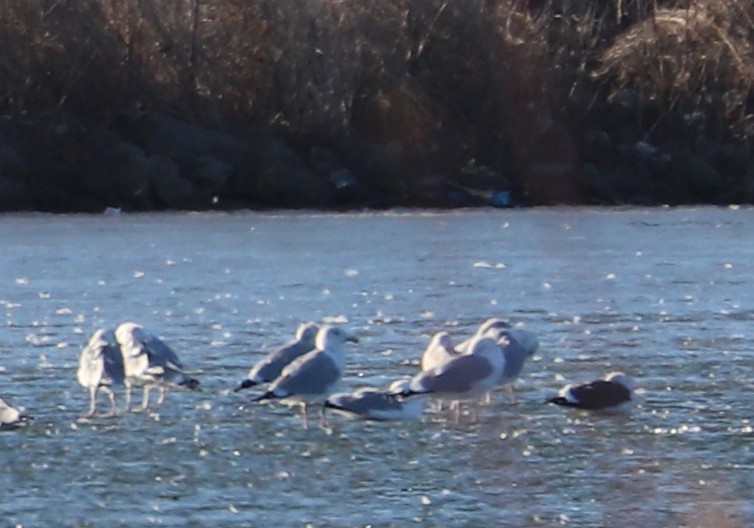 Lesser Black-backed Gull - ML651242505