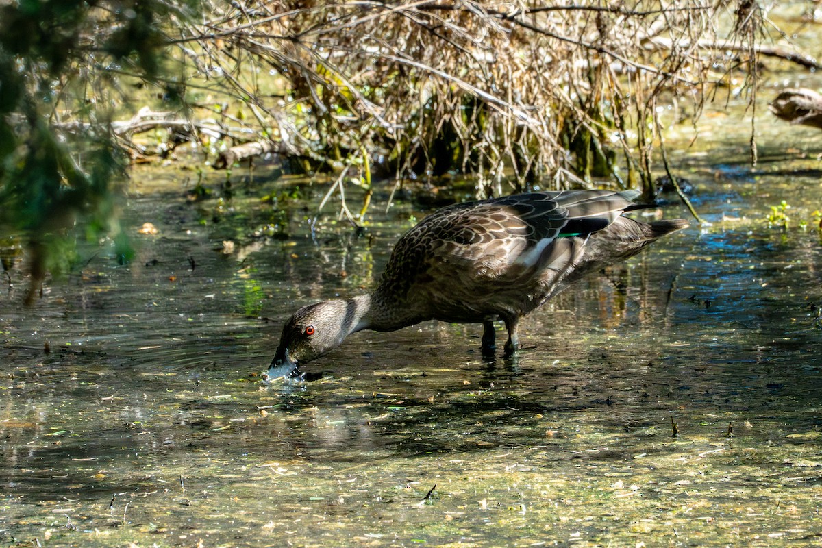 Gray Teal - ML651242573