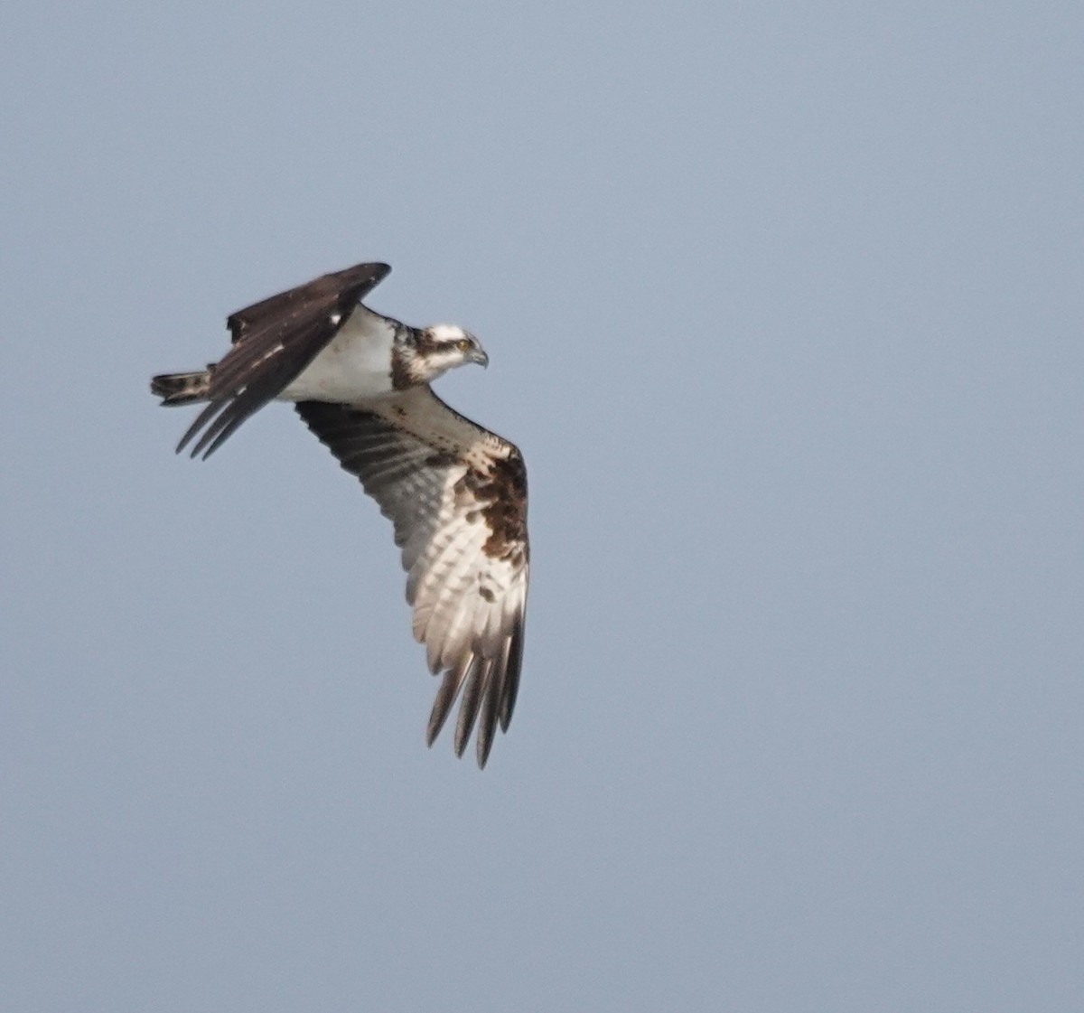 Balık Kartalı - ML651242607