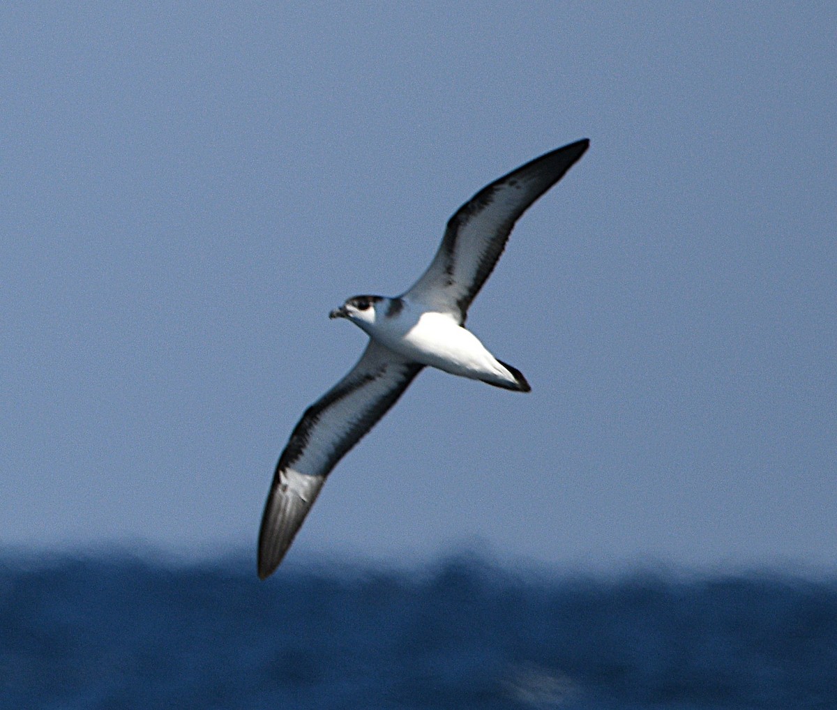 Pétrel diablotin - ML651243236