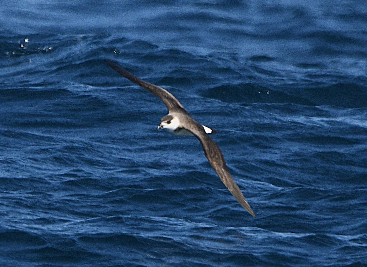 Pétrel diablotin - ML651243274