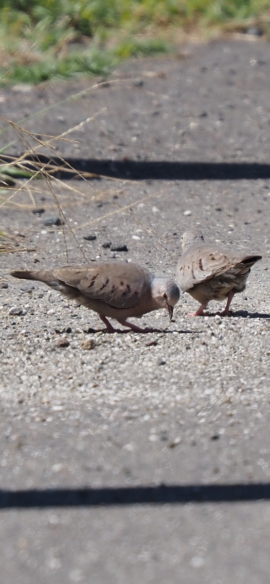 Common Ground Dove - ML651243305
