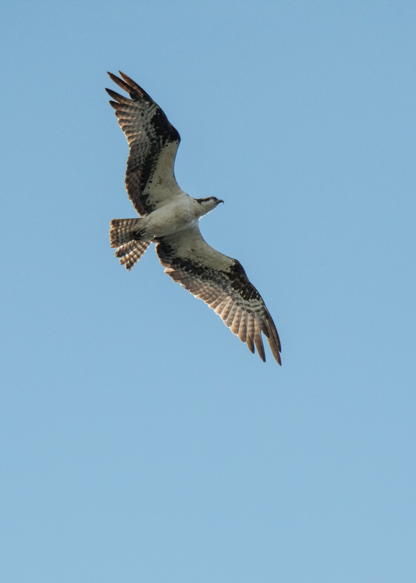 Balık Kartalı (carolinensis) - ML651243307