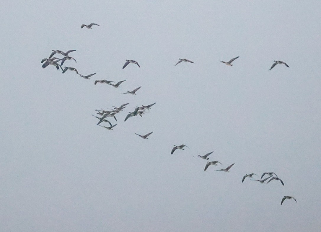 Kanadagans - ML651243340